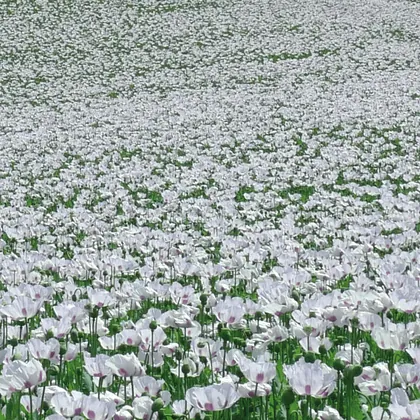 Cultivo de amapola